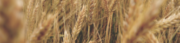 cultivo-cereales