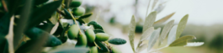 cultivo-olivar