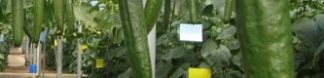 pepino