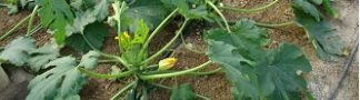 calabacin