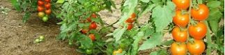 tomate