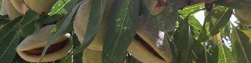 cultivo-almendro