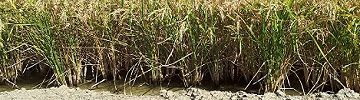 cultivo-arroz