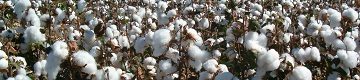cultivo-algodon_02