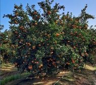 citricos_Sbartolome_01