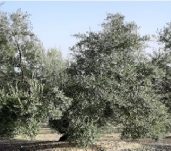 olivar_ventallano_01