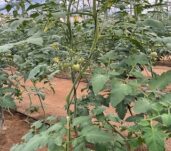 tomate_nijar_02
