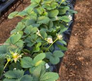 fenologia-de-flores-y-frutos