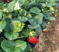 estado-fenologico-de-floracion-emision-de-frutos-recortada