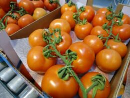 Tomate_Envase_04