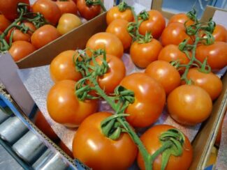 Tomate_Envase_04