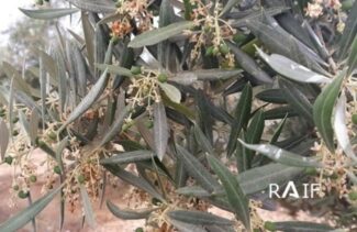 olivo-olivar-polilla-2