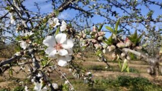 Estado fenológico de floración