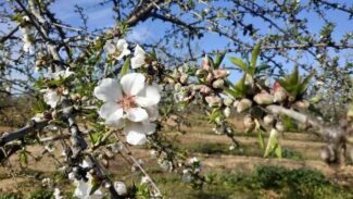 Estado fenológico de floración