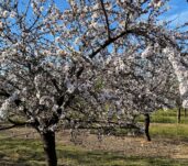 estado-fenologico-de-floracion-4