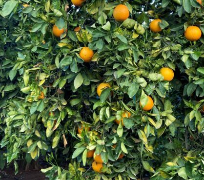 foto-de-la-parcela-de-alcala-de-guadaira1