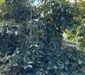cultivo de aguacate 1