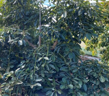cultivo-de-aguacate-1