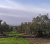 Foto parcela Osuna 2022