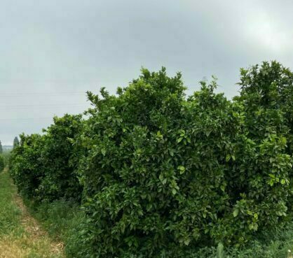foto-de-la-parcela-de-alcala-de-guadaira-6