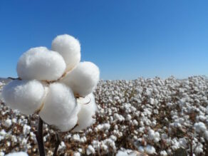 algodón