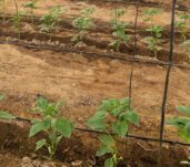 Estado vegetativo del pimiento 2