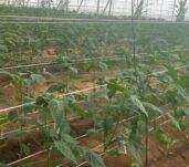 Estado fenológico vegetativo