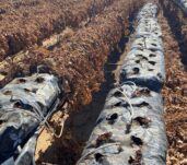 retirada-de-plantacion-seca-2