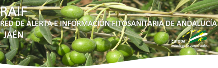 aceitunas