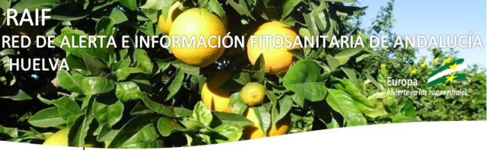 citrico envero HUELVA