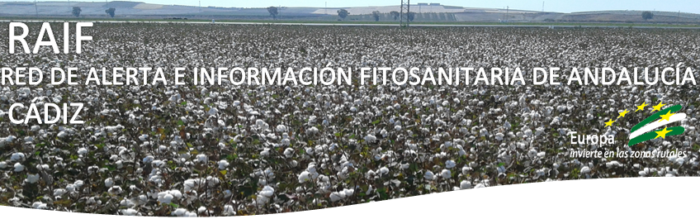 portada algodón