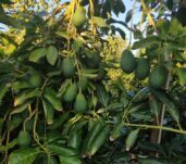 Foto de aguacate Plena producción