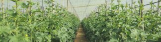 Horticolas protegidos_banner