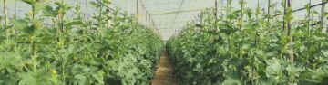 Horticolas protegidos_banner