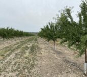 Foto parcela de almendro