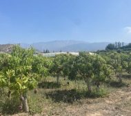 cuajado-de-fruto-10-07-23