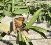 fruto-dehiscente-230829