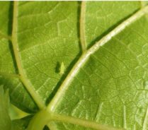 mosquito-verde-raif-recortada