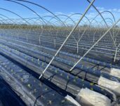 plantacion-11-10-23