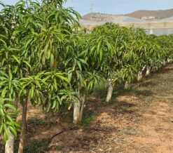Parcela de mango recortada 1