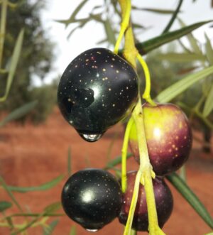 olivar_fenologia_maduración_J1
