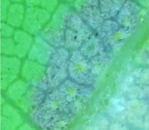 AGUAC_ÁCARO CRISTALINO_23001recortada