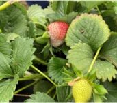 FRESA_BOTRYTIS_210104 REC
