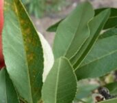 almendro_mancha-ocre_230504-newsletter