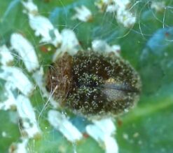 mango_rhyzobius-lophanthae_230802