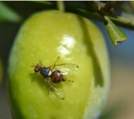 mosca-del-olivo-newsl