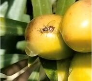 olivar_mosca-del-olivo-recortada_061123