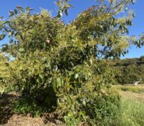 parcela-aguacate