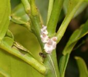citricos_cotonet_1