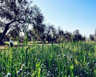 FOTO CABCERO NEWSLETTER